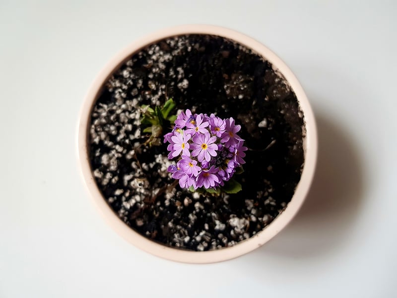 Repurposed Can Planter